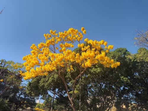 Roseodendron donnell-smithii - Whole tree