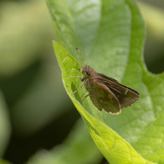 Cymaenes odilia