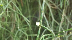 Rhipsalis baccifera