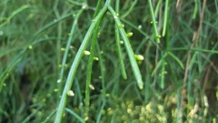 Rhipsalis baccifera