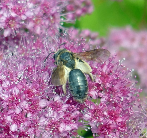 Hawthorn Mining Bee photo 4