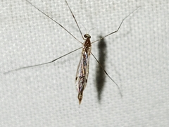 Gonomyia pleuralis