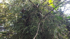 Rhipsalis baccifera