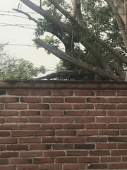 Ctenosaura pectinata