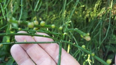 Rhipsalis baccifera