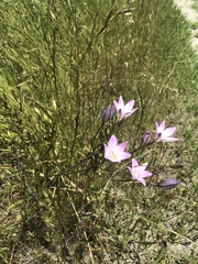 Triteleia peduncularis