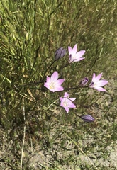 Triteleia peduncularis