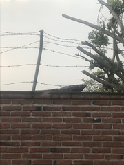 Ctenosaura pectinata