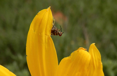 Phthiriinae