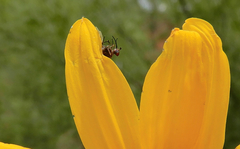 Phthiriinae
