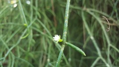 Rhipsalis baccifera