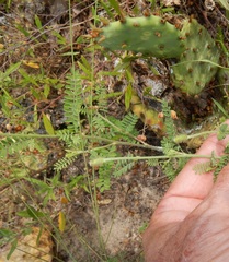 Dalea phleoides microphylla