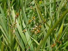 Flea Sedge (Carex pulicaris)