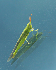 Stenacris vitreipennis