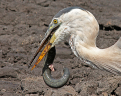 Siren lacertina