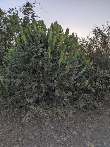 Image of Euphorbia cooperi by (c) Shedron Mukhumo, some rights reserved (CC BY)