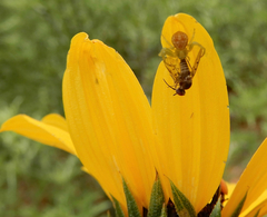 Phthiriinae