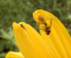 Phthiriinae