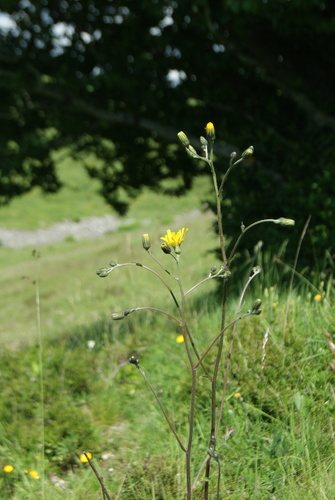 Gladstelig havikskruid (Hieracium levicaule)