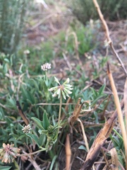 Trifolium amabile