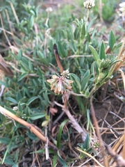 Trifolium amabile