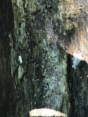 Ceriporia purpurea