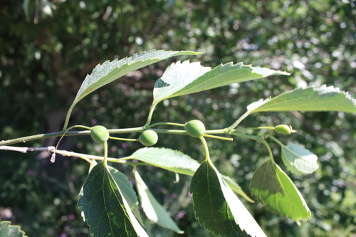 Variety Celtis tournefortii glabrata · iNaturalist