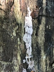 Ceriporia purpurea