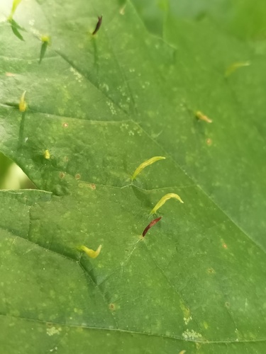 Maple Spindle Gall Mite photo 5