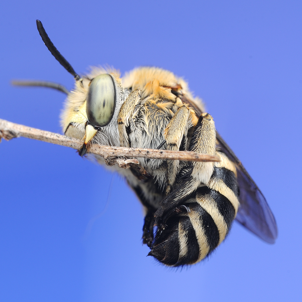 Amegilla ochroleuca