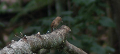 Troglodytes aedon brunneicollis