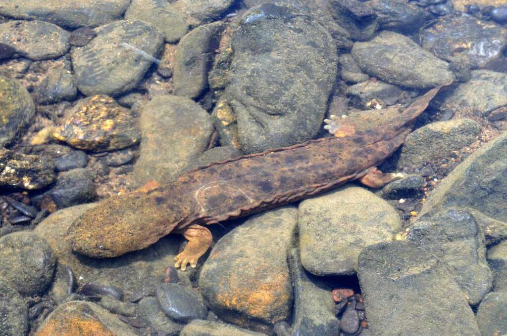 Eastern Hellbender in June 2011 by Sebastian Voitel · iNaturalist