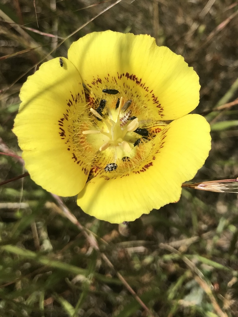 A photo of Calochortus luteus, the yellow mariposa lily, a mariposa lily that is endemic to California.