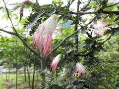 Calliandra magdalenae