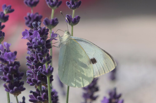 Pieris brassicae