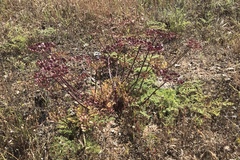 Lomatium macrocarpum