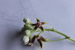 Cynanchum montevidense