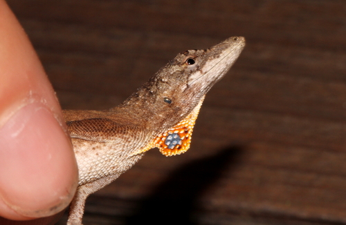 Yucatán Silky Anole
