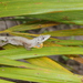 Yucatán Silky Anole - Photo (c) J.D. Willson, some rights reserved (CC BY-NC), uploaded by J.D. Willson
