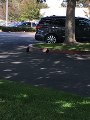 Corvus brachyrhynchos