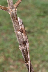 Anolis ustus