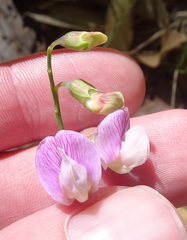 Lathyrus graminifolius