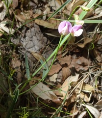 Lathyrus graminifolius