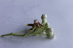 Cynanchum montevidense