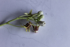 Cynanchum montevidense