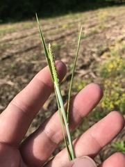 Alopecurus carolinianus