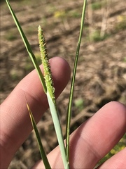 Alopecurus carolinianus