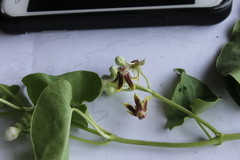 Cynanchum montevidense