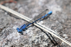 Argia funebris