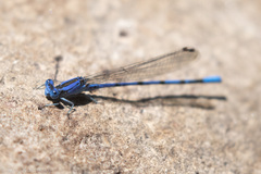 Argia funebris